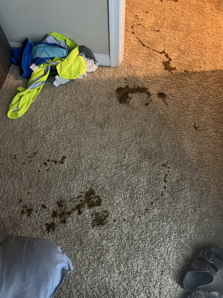 Multiple dark stains on a light brown carpet, indicating a cleaning job for Hippo Cleaning Services in Rockville, MD.