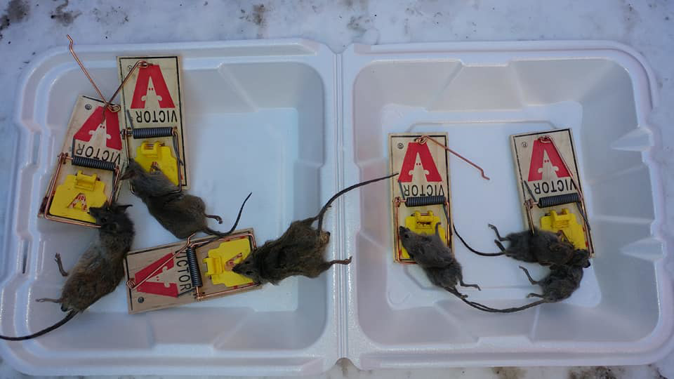 Several dead mice caught in multiple traps, showcasing successful rodent extermination by Weldon Termite & Pest Control Inc. in Champaign, IL.