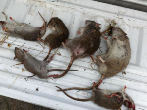 Multiple dead rats collected after a successful extermination service by Trenton Rat Control in Trenton, NJ.