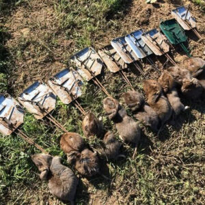 Multiple gophers or moles successfully caught in Cinch Traps, showcasing effective wildlife and pest control results in Beaverton, OR.