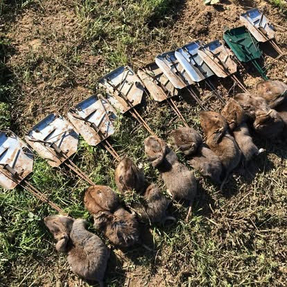 Multiple gophers or moles successfully caught in Cinch Traps, showcasing effective wildlife and pest control results in Beaverton, OR.