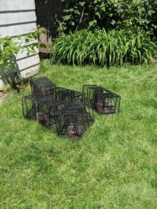 Multiple live traps containing groundhogs on a lawn, ready for removal by Armstrong's Wildlife Solutions in Rochester, NY.