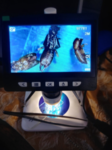 Multiple pests magnified on a digital microscope screen for detailed identification by Da Bug Doctor in Hilo, HI.