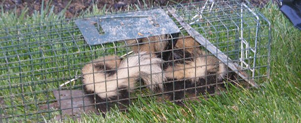 Multiple skunks captured in a live trap on the grass by ACS Animal Removal in Cincinnati, OH.