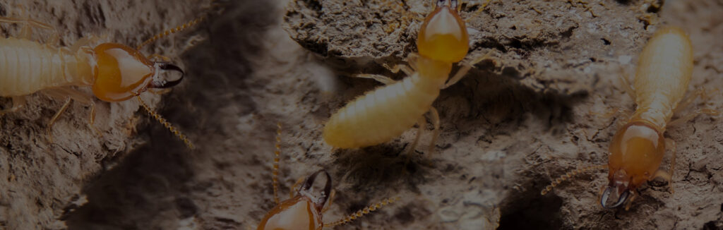 A close-up view of multiple termites, indicating an active infestation handled by Barton Pest Solutions in York, PA.