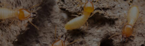 A close-up view of multiple termites, indicating an active infestation handled by Barton Pest Solutions in York, PA.