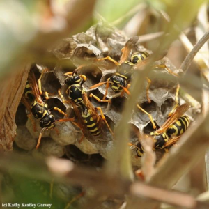 Multiple wasps gathered on a small nest, partially hidden by leaves, indicating a pest issue addressed by Runnin'Bugz Lawn Care and Pest Solutions in Syracuse, NY.
