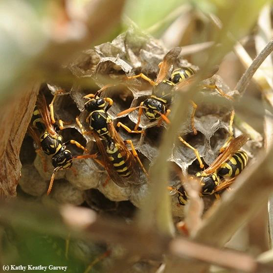 Multiple wasps gathered on a small nest, partially hidden by leaves, indicating a pest issue addressed by Runnin'Bugz Lawn Care and Pest Solutions in Syracuse, NY.