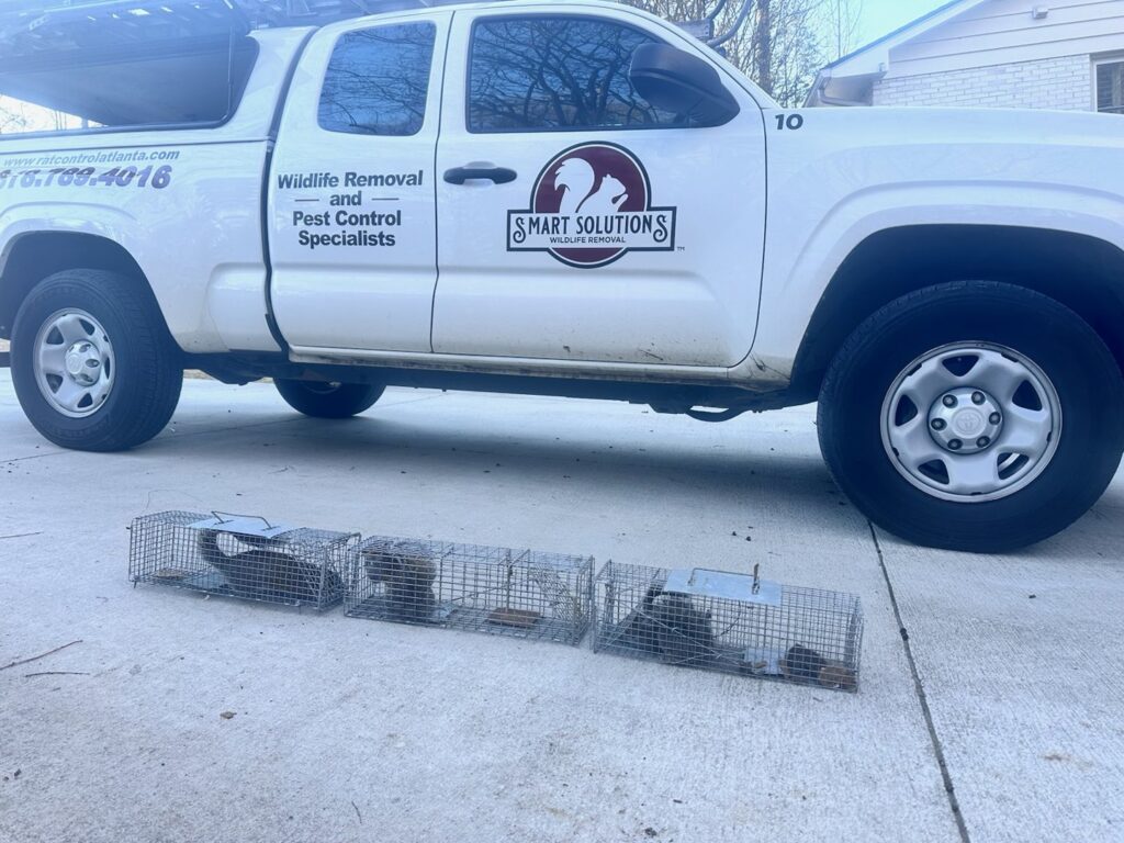 Multiple live wildlife traps set on the ground next to a Smart Solutions Wildlife Removal Specialists company truck in Roswell, GA.