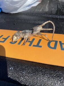 A mummified rodent, likely a mouse or small rat, found as part of wildlife and pest control services by Nature Shield Pest & Lawn in Meridian, ID.