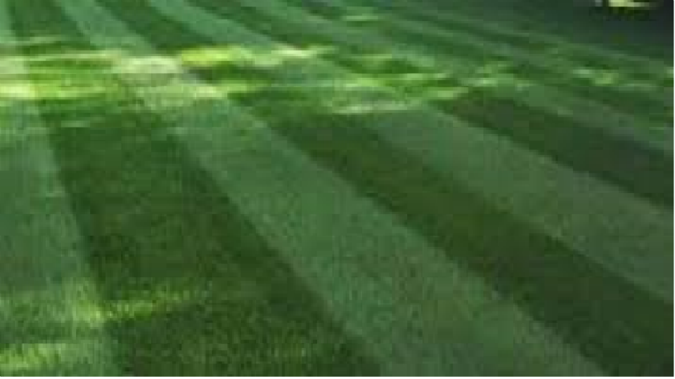 A neatly mowed lawn with distinct stripes, showcasing professional lawn care by Xtreme Lawn Care, LLC in Londonderry, NH.