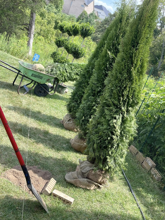 New evergreen trees with burlap-wrapped root balls ready for planting by King Lawn Care in Alexandria, VA.