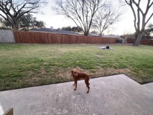 A new wooden fence installed in a residential backyard, with a dog enjoying the space, by Backyard Builders in Rockford, MI.