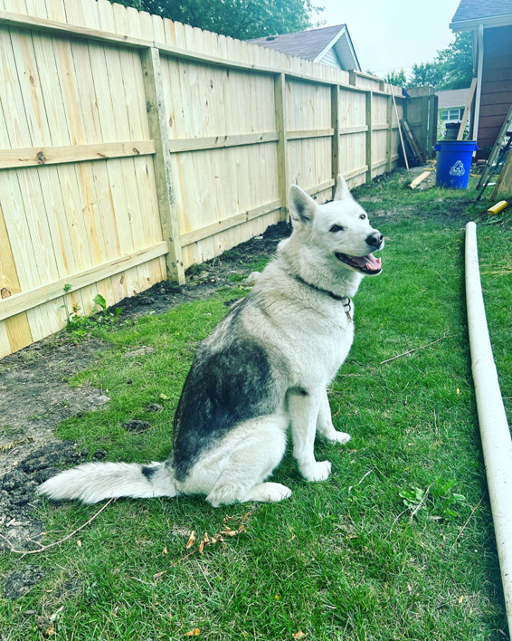 A newly installed wooden privacy fence in a backyard, built by HammerHorn Fence & Gate Systems in Rochelle, IL.