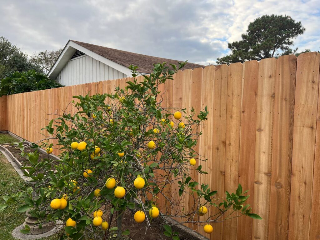 A newly installed wooden privacy fence behind a vibrant lemon tree by 5-Alarm Fence Company in New Orleans, LA.