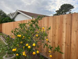 A newly installed wooden privacy fence behind a vibrant lemon tree by 5-Alarm Fence Company in New Orleans, LA.