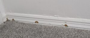 A close-up view of newly installed grey carpet meeting a white baseboard by Carpet Cabin in Fort Smith, AR.