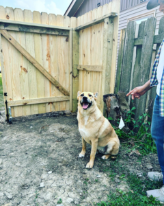A newly installed wooden fence gate with a happy dog sitting in front, completed by HammerHorn Fence & Gate Systems in Rochelle, IL.