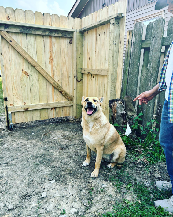 A newly installed wooden fence gate with a happy dog sitting in front, completed by HammerHorn Fence & Gate Systems in Rochelle, IL.