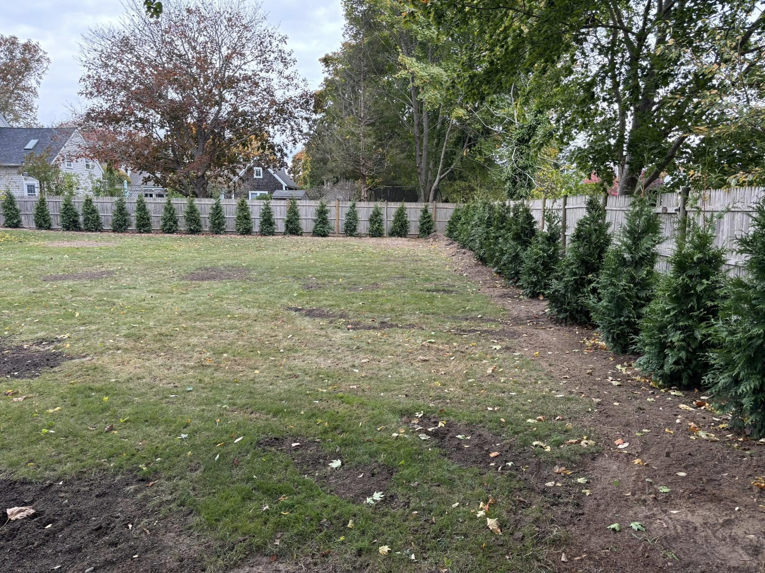 Newly planted evergreen shrubs lining a backyard fence by Chaves Lawn Care in New Bedford, MA