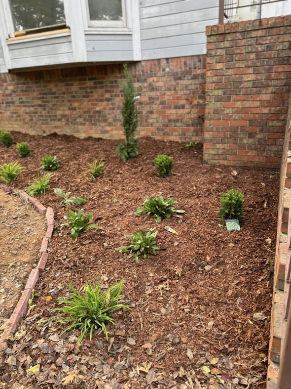 A newly planted garden bed with fresh mulch and small shrubs by D&L lawn care service in Hoover, AL