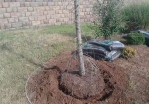 A newly planted tree with disturbed soil around its base, indicating recent landscaping work by From The Roots Lawn Service in Edmond, OK.