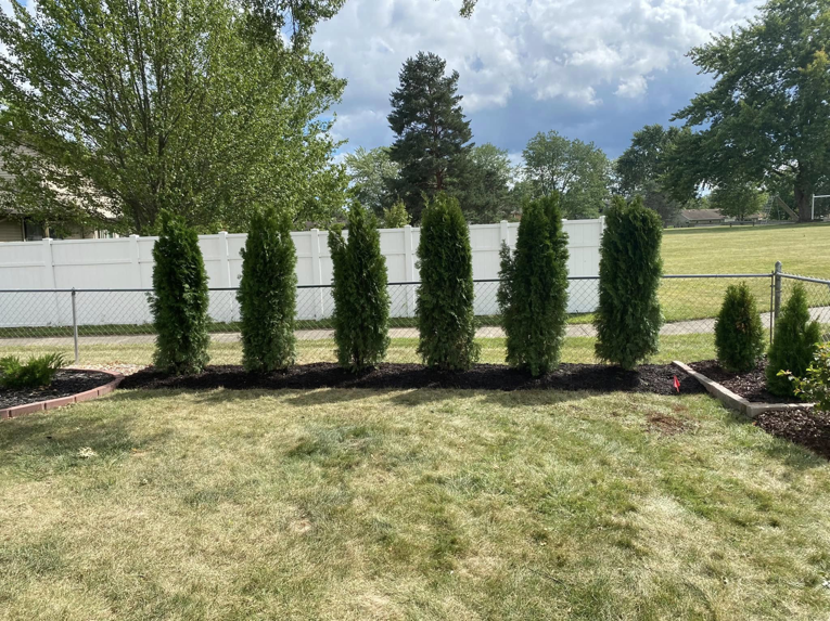 Newly planted evergreen trees with fresh mulch by Sonner And Sons Lawncare in Fort Wayne, IN.