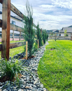 Newly planted evergreen trees with stakes and decorative rock beds, showcasing landscaping by Front Range Finest in Fort Collins, CO.