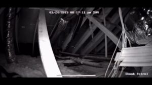 Night vision camera footage from an attic, showing a snake and 'Skunk Patrol' text, used for wildlife monitoring by Dallas Fort Worth Wildlife Control in Hurst, TX.