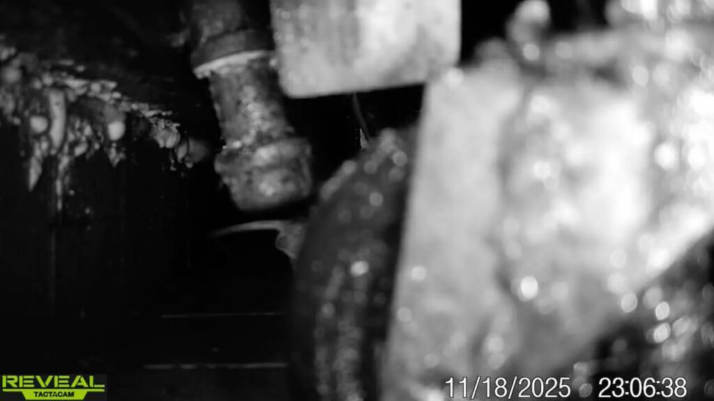 Night vision camera footage showing pest activity, used for monitoring and detection by Sequoia Pest Solutions in Bakersfield, CA.