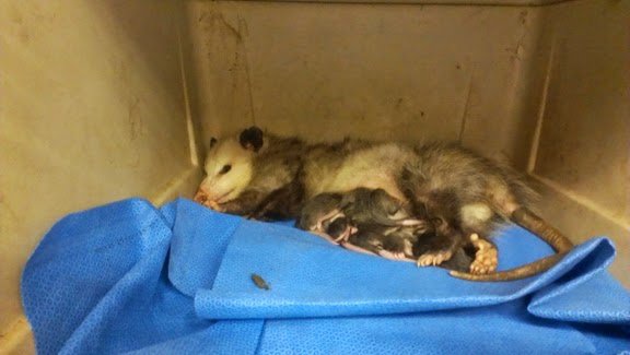 An opossum with its babies, likely after being safely removed from a property by Critter Control of Omaha, NE