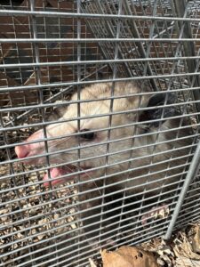 An opossum captured in a live trap by AAAC Wildlife Removal of Kansas City in Overland Park, KS.