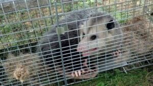 An opossum safely captured in a live trap, awaiting humane wildlife removal by The Wildlife Professionals in Albany, NY.