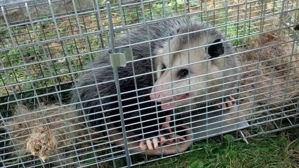An opossum safely captured in a live trap, awaiting humane wildlife removal by The Wildlife Professionals in Albany, NY.