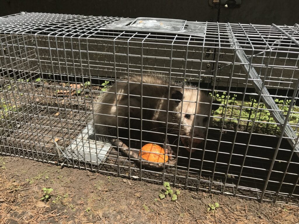 An opossum safely caught in a live trap by JPC Exterminating, LLC in New Orleans, LA.