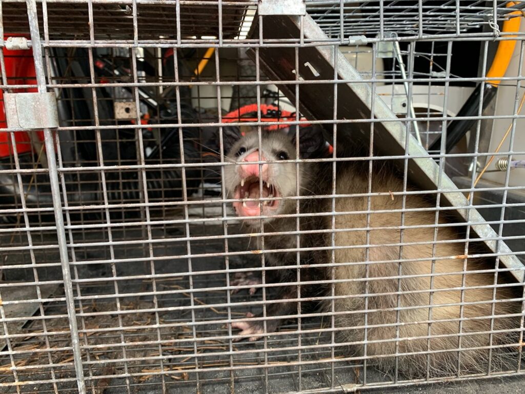 An opossum caught in a live trap, demonstrating effective wildlife control by Termite Lawn And Pest, Inc in Orlando, FL.