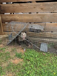 An opossum caught inside a humane wildlife trap by D' Bug Man Pest Control in Arlington, TX.