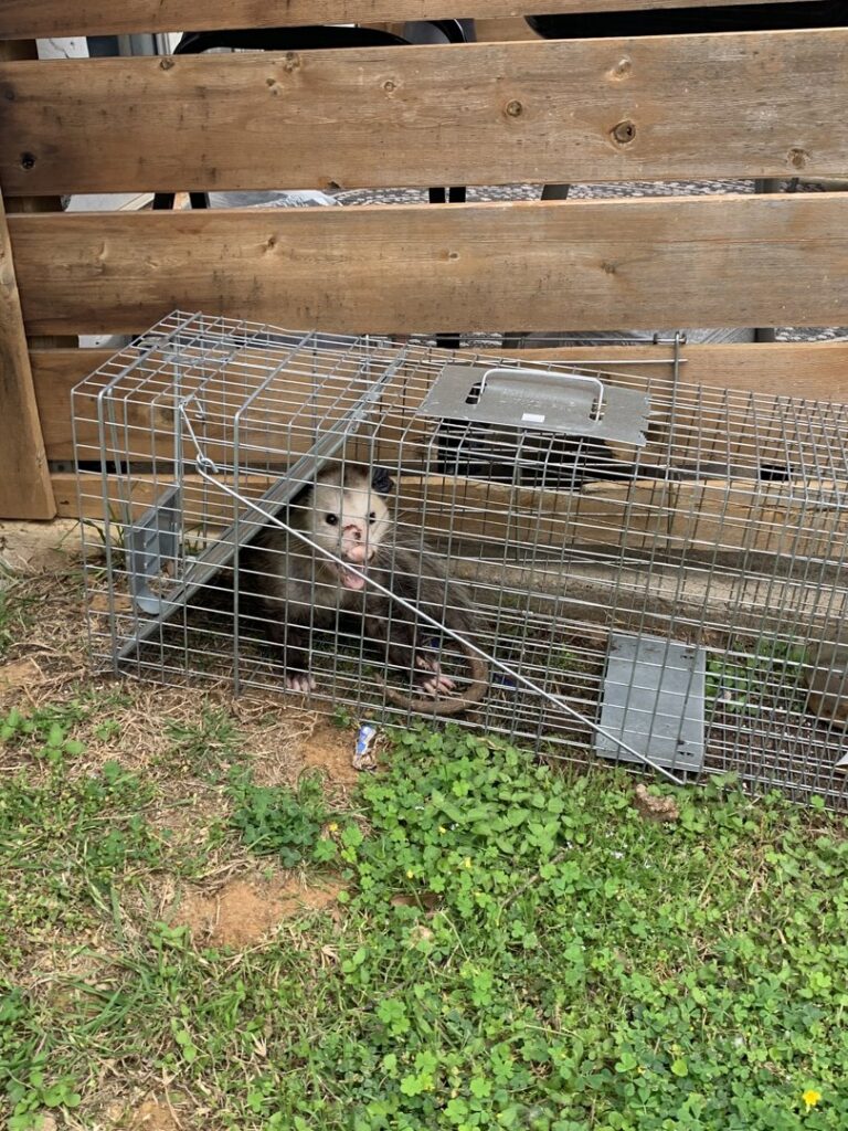 An opossum caught inside a humane wildlife trap by D' Bug Man Pest Control in Arlington, TX.