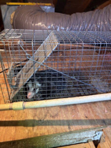 An opossum safely caught in a live trap in an attic or crawl space, demonstrating wildlife removal services by Next Level Pest Services in Fort Worth, TX.