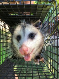 An opossum captured in a cage trap, looking at the camera, by Southern Wildlife Management in Johns Creek, GA