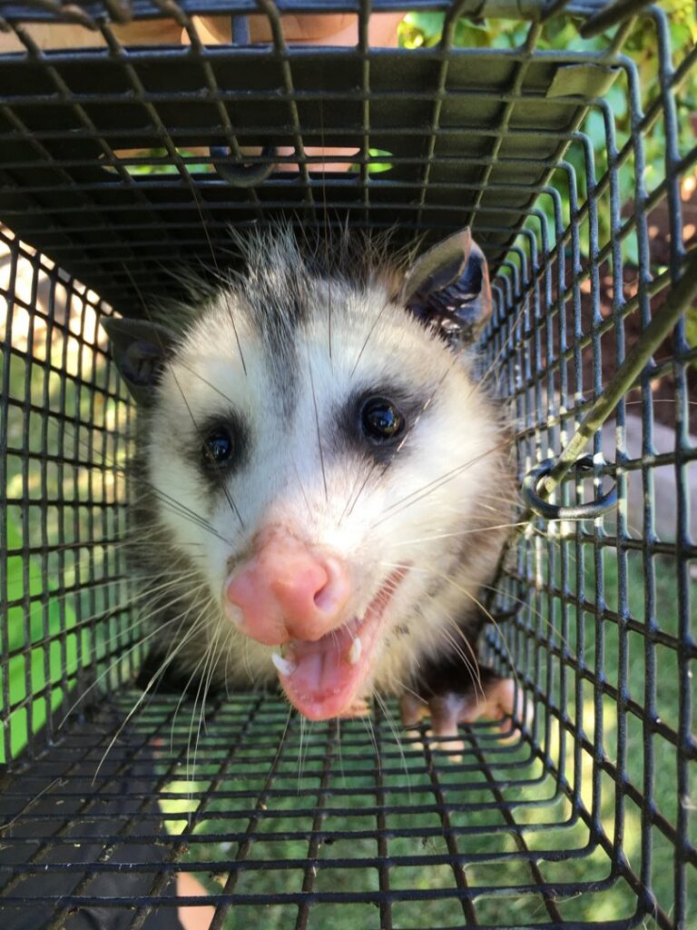 An opossum captured in a cage trap, looking at the camera, by Southern Wildlife Management in Johns Creek, GA