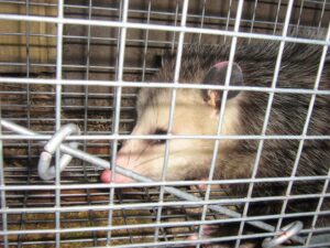 An opossum safely captured in a live trap cage by Wildlife Extractors for humane removal in Bridgewater, MA.