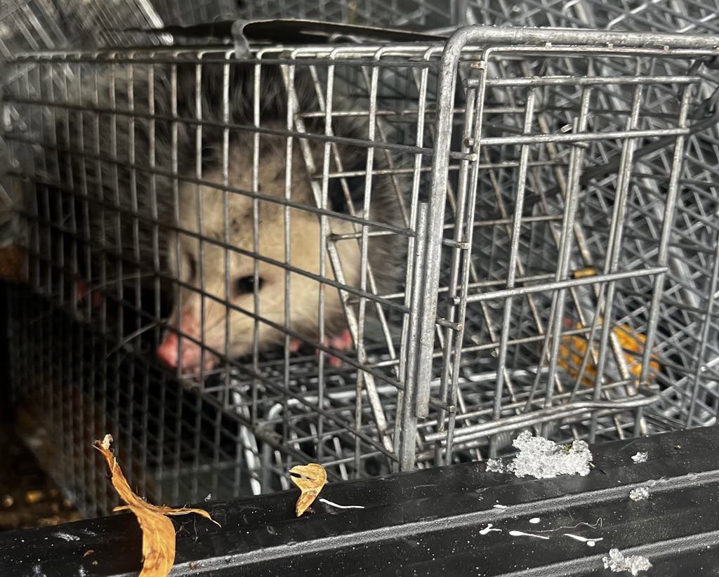 An opossum safely captured in a live trap by Stellar Wildlife Solutions, providing humane wildlife removal in Cottage Grove, MN.