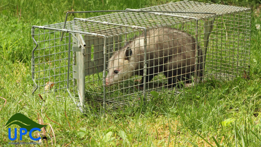 An opossum caught in a live trap, demonstrating wildlife control services by Ultimate Pest Control, LLC in Eugene, OR.