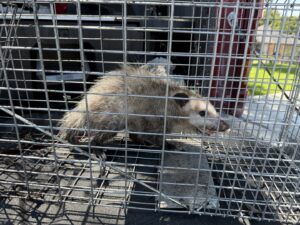 An opossum captured in a live trap, demonstrating wildlife removal services by Blue Line Pest Police in Fort Worth, TX.