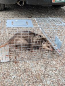 An opossum safely caught in a live trap, demonstrating wildlife removal services by Direct Pest Solutions Of Georgia, LLC in McDonough, GA.