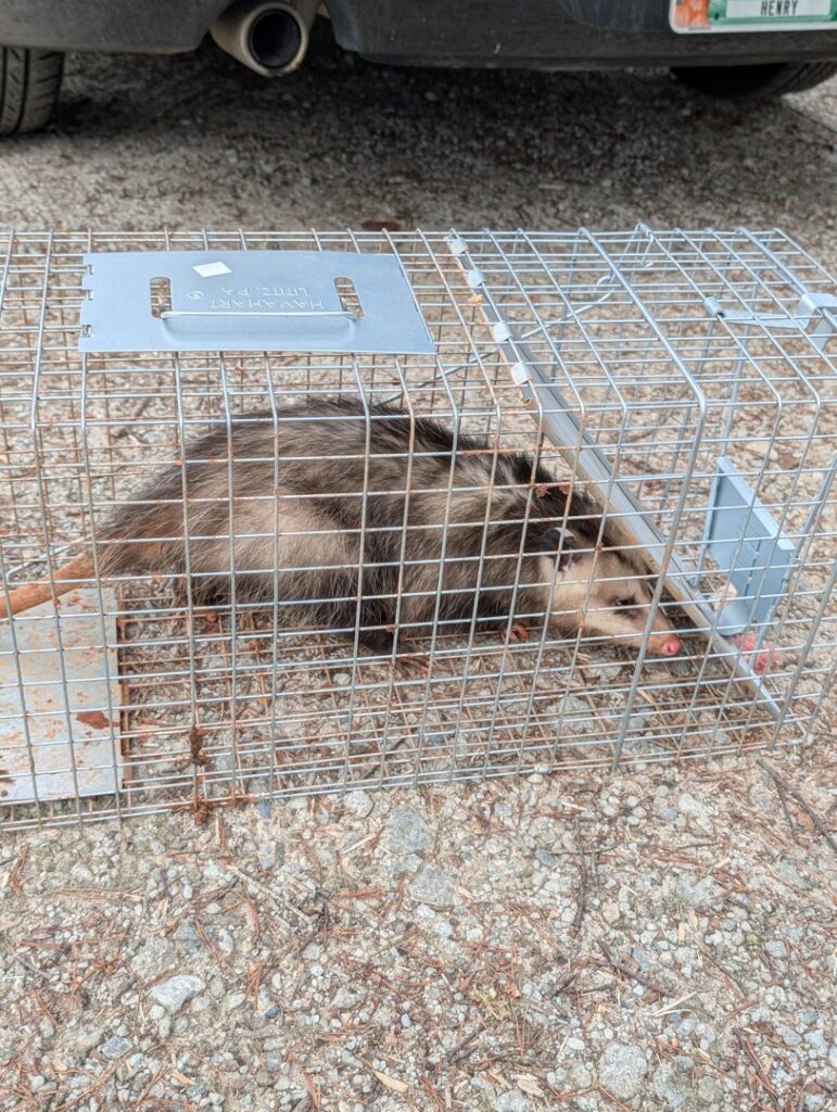 An opossum safely caught in a live trap, demonstrating wildlife removal services by Direct Pest Solutions Of Georgia, LLC in McDonough, GA.