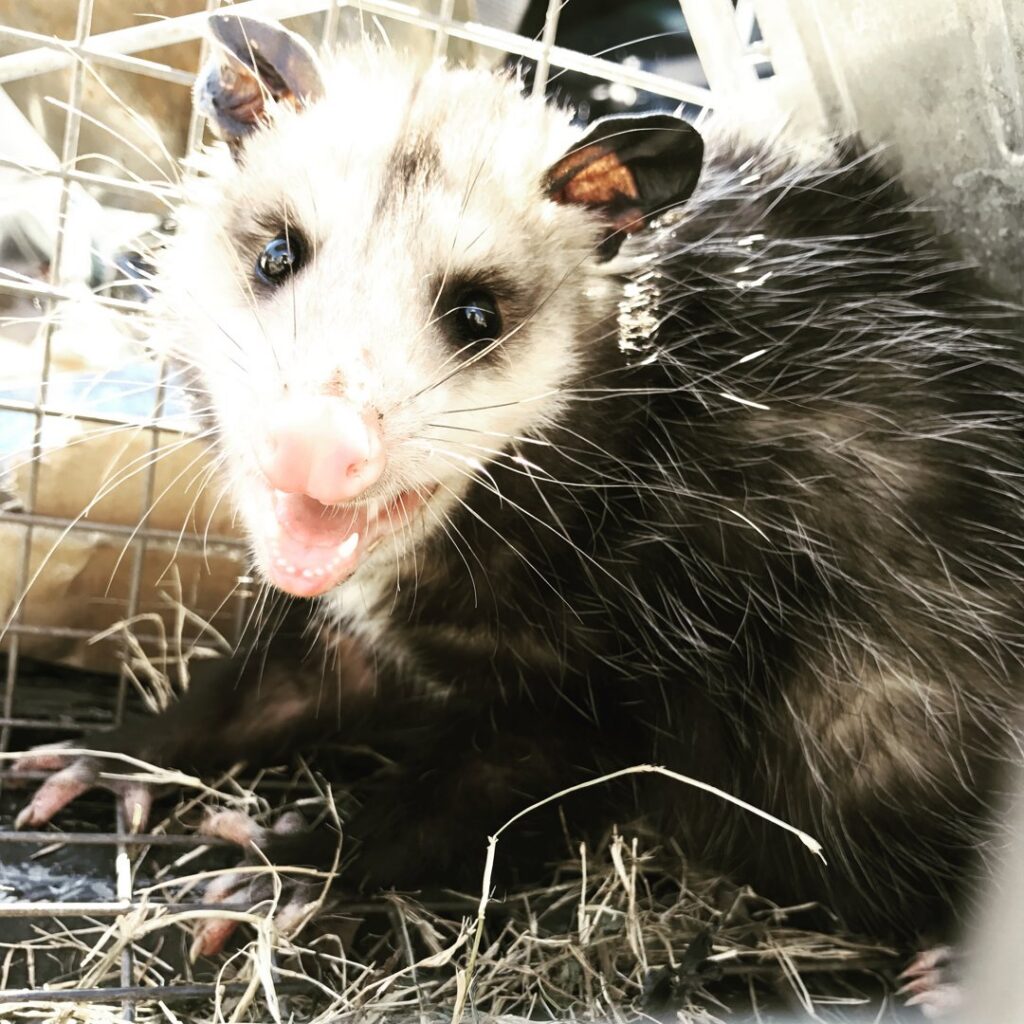 An opossum captured in a live trap, showcasing humane wildlife removal services by Texas Rodent Control in San Antonio, TX.