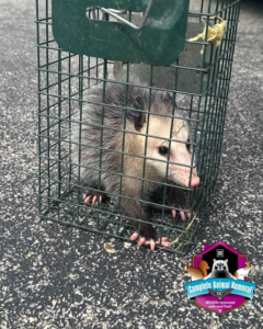 An opossum safely captured in a trap by Complete Animal Removal USA in Louisville, KY.