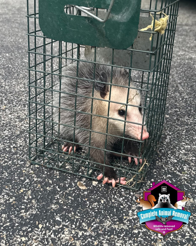 An opossum safely captured in a trap by Complete Animal Removal USA in Louisville, KY.